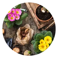Overhead view of gardening workspace with pink and yellow flowers in pots, soil-filled container, gardening gloves, flower bulbs, and wooden surface.